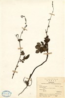 藏品(龍牙草)的圖片